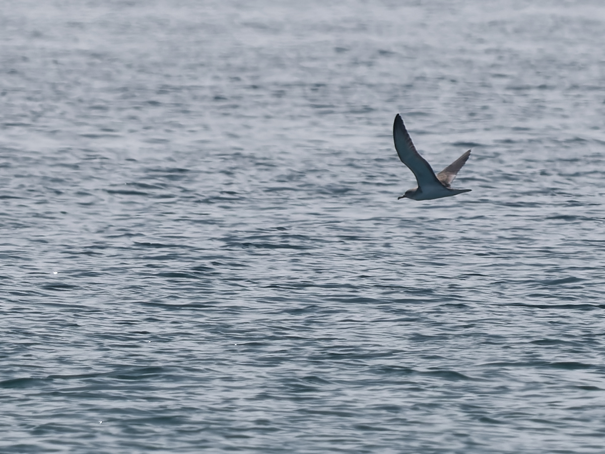 Kuhls pijlstormvogel (Calonectris borealis)